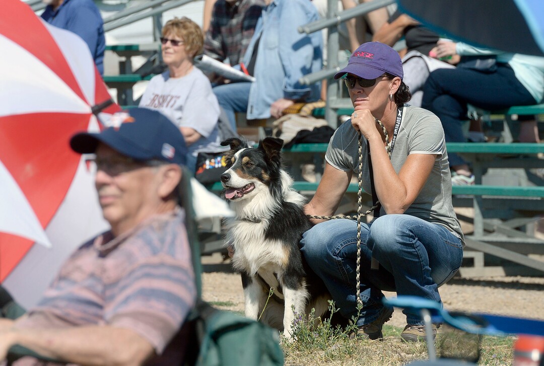 (Al Hartmann  |  The Salt Lake Tribune) Spectators and dogs watch the action during the first round of the Supreme Source Solider Hollow Classic Sheep Dog Trials, Friday Sept. 1 in Midway.  The Supreme Source Soldier Hollow Classic brings together many of the world’s top sheep dogs from Scotland, Ireland, South Africa, Canada, Germany and the United States. 
 The trials last through Sept. 4.