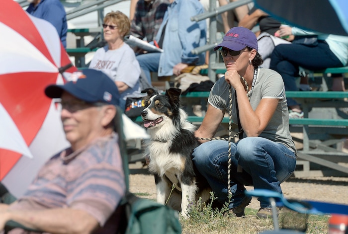 (Al Hartmann  |  The Salt Lake Tribune) Spectators and dogs watch the action during the first round of the Supreme Source Solider Hollow Classic Sheep Dog Trials, Friday Sept. 1 in Midway.  The Supreme Source Soldier Hollow Classic brings together many of the world’s top sheep dogs from Scotland, Ireland, South Africa, Canada, Germany and the United States. 
 The trials last through Sept. 4.
