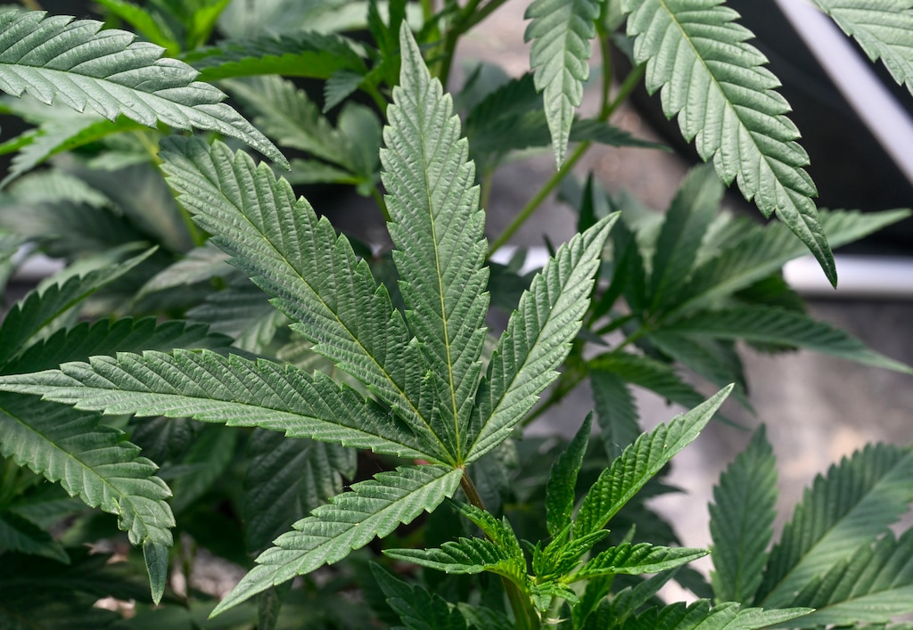 (Hans Pennink | AP) Marijuana plants, shown at a growing facility in New York in 2023, are thriving at a greenhouse in the heavily Latter-day Saint community of Snowflake, Ariz.
