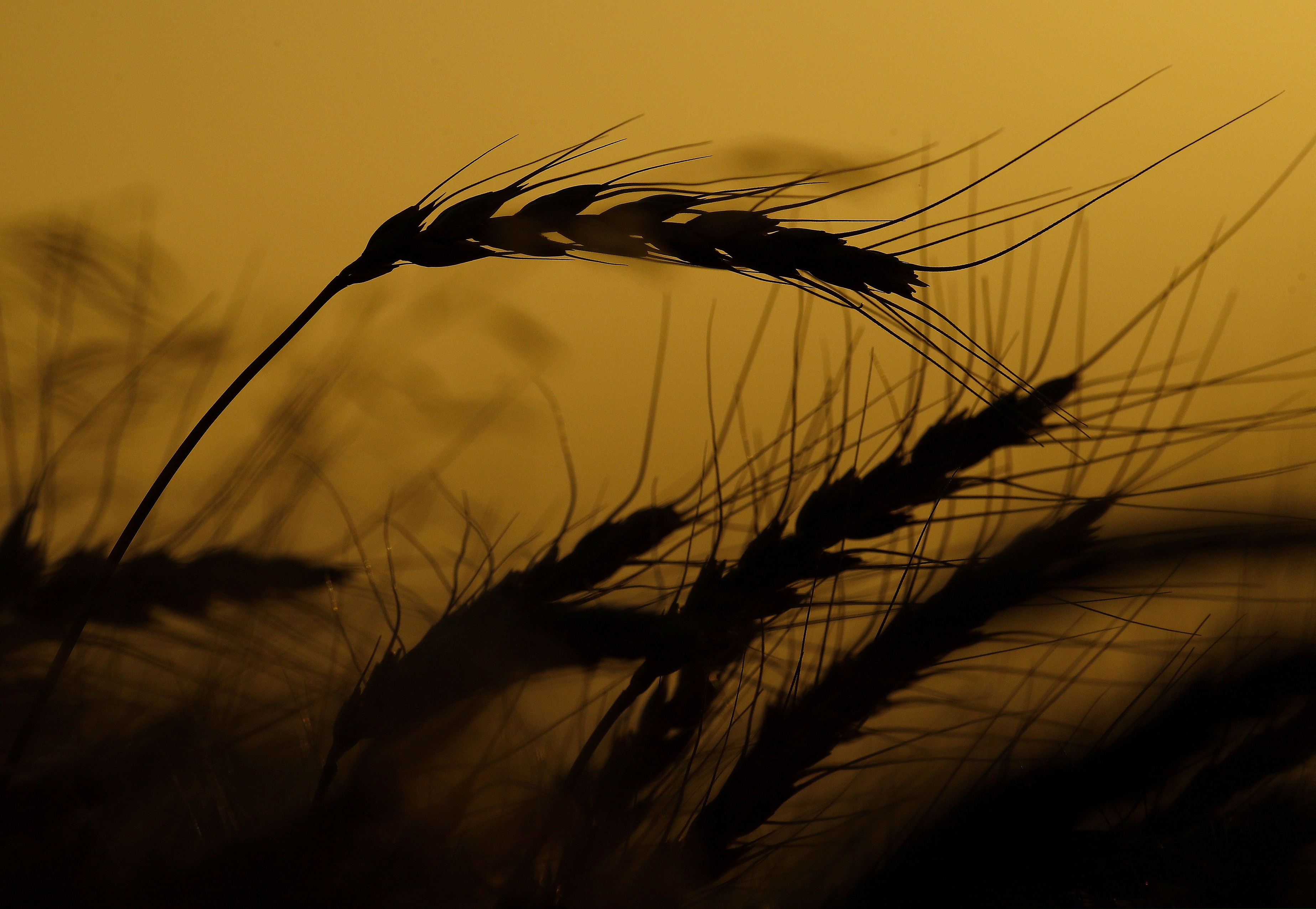 (Charlie Riedel | AP) The church has purchased an Australian farm for $38 million known for producing wheat, barley, canola and chickpeas.