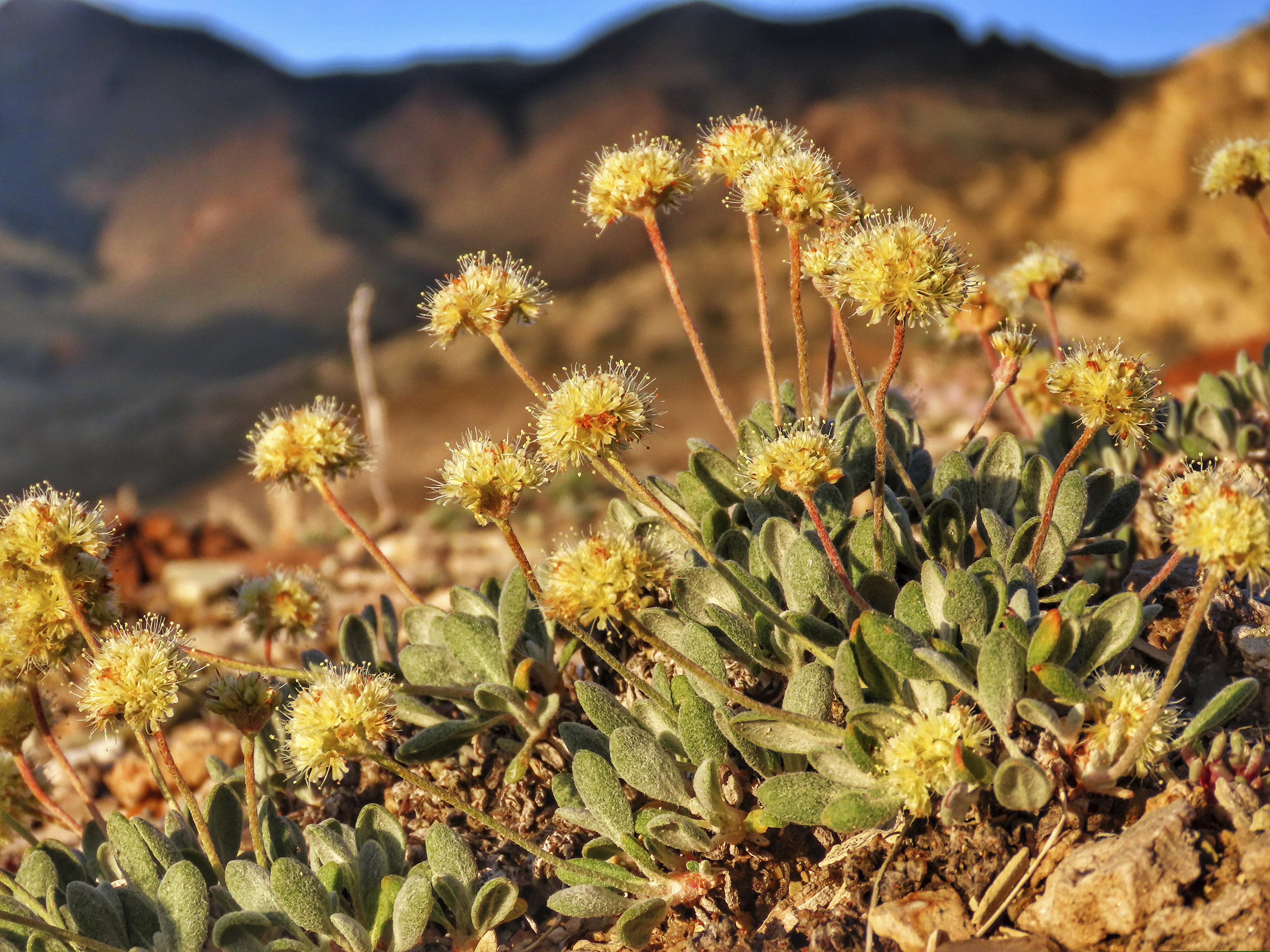This photo provided by the Center for Biological Diversity shows Tiehm's buckwheat blooming at Rhyolite Ridge in the Silver Peak Range of Western Nevada, on June 1, 2019. A botanist hired by a company planning to mine one of the most promising deposits of lithium in the world believes the rare desert wildflower at the site should be protected under the Endangered Species Act. The unusually candid disclosure is included in more than 500 pages of emails obtained by conservationists and reviewed by The Associated Press regarding Ioneer Ltd.’s plans to build the mine near the only population of Tiehm's buckwheat known to exist on earth. (Patrick Donnelly/Center for Biological Diversity via AP)