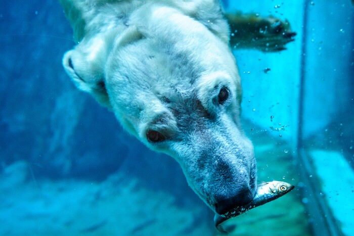 (Trent Nelson  |  The Salt Lake Tribune) Neva, a 5-year-old female polar bear, explores her new home in the Rocky Shores exhibit at Hogle Zoo in Salt Lake City on Tuesday, Jan. 4, 2022.