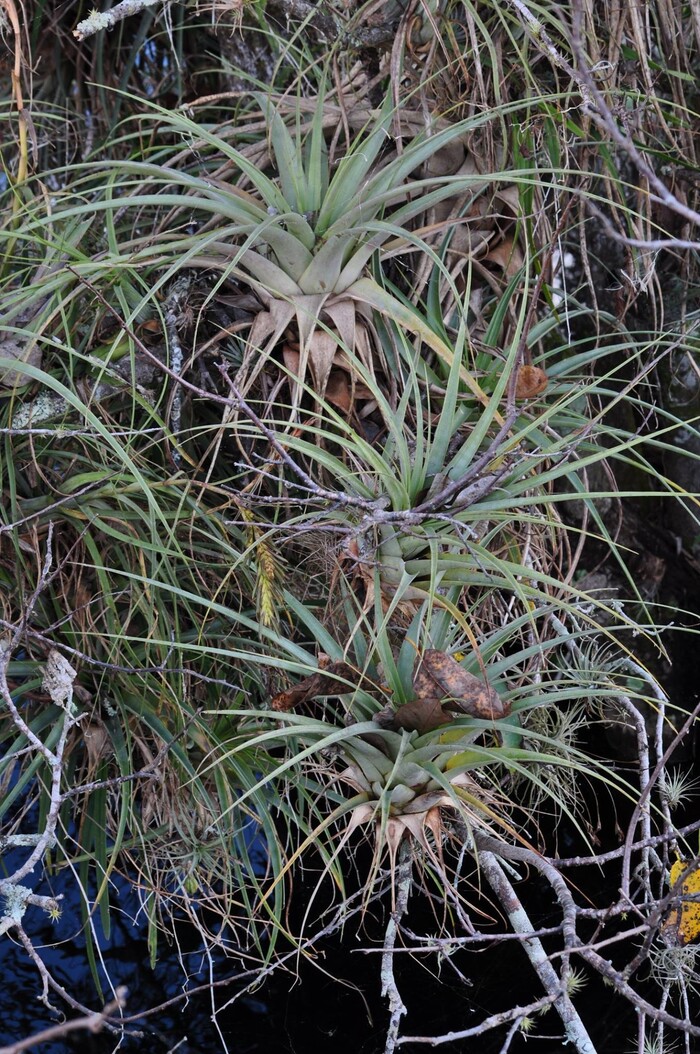 (Erin Alberty | The Salt Lake Tribune) A scene from Everglades National Park. Photo taken Feb. 2, 2016.