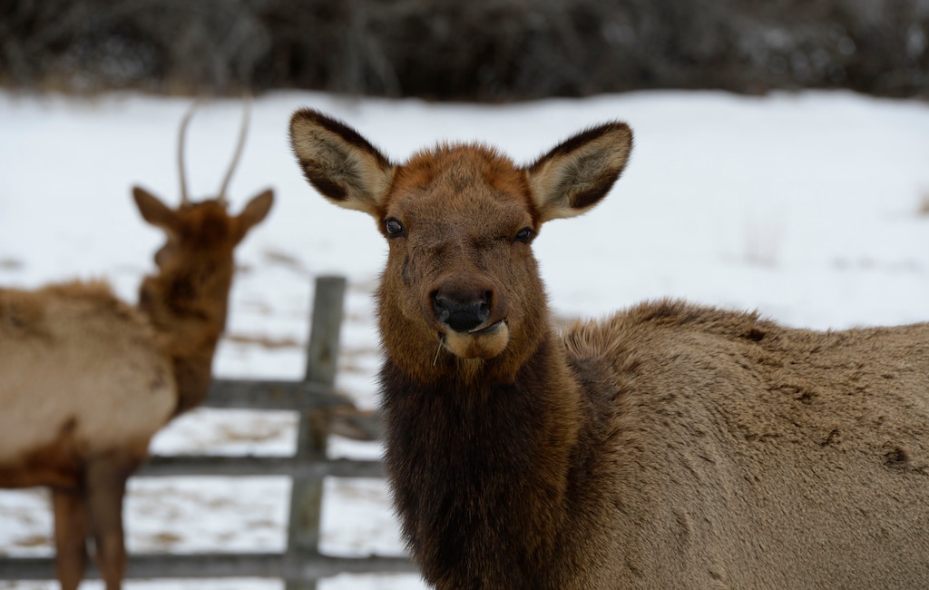 Francisco Kjolseth | The Salt Lake Tribune
Hardware Ranch Wildlife Management Area in Blacksmith Fork Canyon gives visitors a unique opportunity to experience wild Elk up close. The working ranch maintains healthy rangelands for wildlife as well as increasing public awareness through community outreach and education programs.
The ranch opens Dec. 12 with the annual Rocky Mountain Elk Festival being held Dec. 13. The ranch will offer sleigh rides through mid-March.