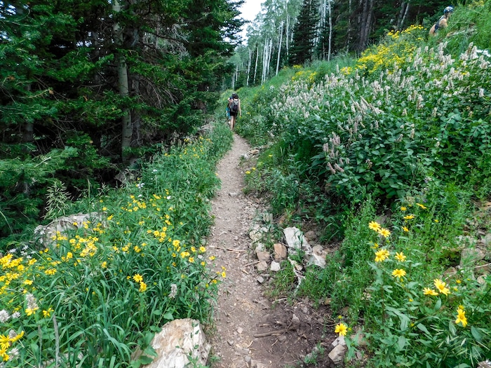 (Erin Alberty|The Salt Lake Tribune) The Ontario Trail winds down the mountains from the top of the Sterling Express lift to Bald Mountain at Deer Creek Resort. Photo taken Aug. 6, 2017.