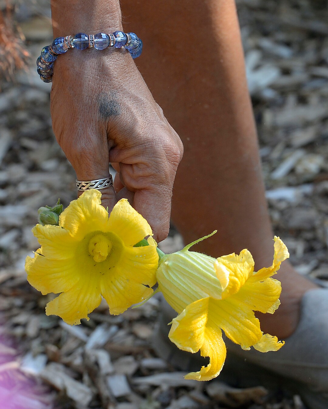 (Al Hartmann  |  The Salt Lake Tribune) Just-picked squash blossoms will be eaten for lunch at the Wasatch Community Gardens' Green Team farm on Wednesday, Aug. 2. A group of homeless and formerly homeless women tend a 1.5-acre vegetable farm on land owned by the Salt Lake City's Redevelopment Agency. The women are paid as they learn about agriculture and business, and they receive a break from the stresses of their daily lives.