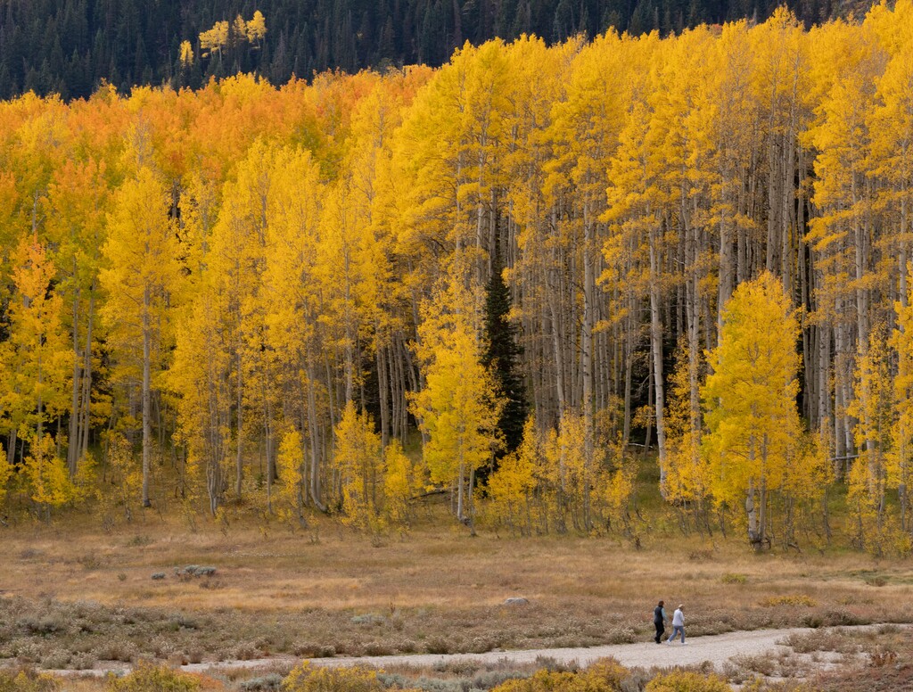(Francisco Kjolseth | The Salt Lake Tribune) Leaves turn with the change of the season creating a tapestry of brilliant fall colors in the Wasatch Mountains at Bonanza Flats conservation area on Wednesday, Sept. 29, 2021