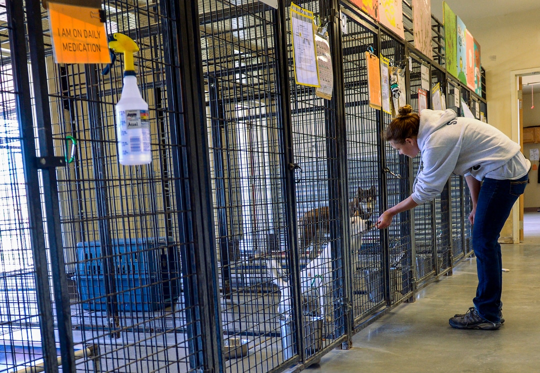 (Leah Hogsten  |  The Salt Lake Tribune) A Nuzzles & Co adoption specialist tries to give a treat to a new adoption dog. Salt Lake City car seller Mark Miller Subaru has contributed an estimated $120,000 and 2,000 service hours to Nuzzles & Co, a no-kill nonprofit in Peoa. The car dealer is one of the first Utah businesses to adopt a new state Benefit LLC legal status, balancing doing social good with making profits.