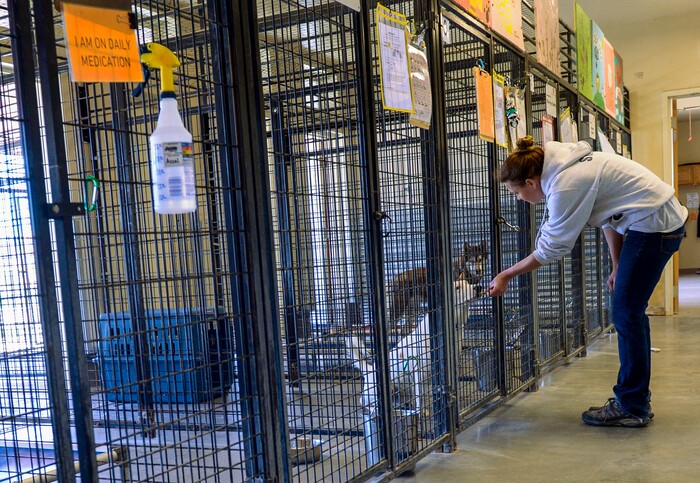 (Leah Hogsten  |  The Salt Lake Tribune) A Nuzzles & Co adoption specialist tries to give a treat to a new adoption dog. Salt Lake City car seller Mark Miller Subaru has contributed an estimated $120,000 and 2,000 service hours to Nuzzles & Co, a no-kill nonprofit in Peoa. The car dealer is one of the first Utah businesses to adopt a new state Benefit LLC legal status, balancing doing social good with making profits.