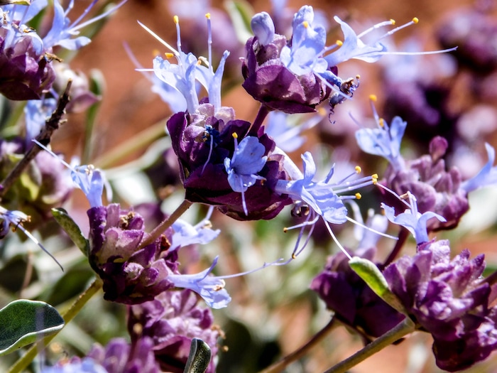 (Erin Alberty  |  The Salt Lake Tribune)

Desert sage blooms April 1 along the trail to the Warner Valley dinosaur tracks south of Hurricane.