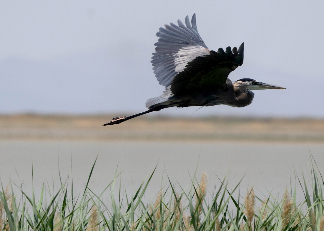 (Francisco Kjolseth | The Salt Lake Tribune) A great blue heron takes takes flight at Bear River Migratory Bird Refuge, a 74,000-acre nature reserve in the northern Great Salt Lake on Wednesday, June 23, 2021.