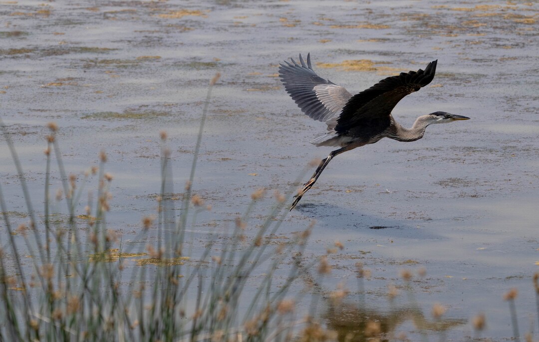 (Francisco Kjolseth | The Salt Lake Tribune) A great blue heron takes takes flight at Bear River Migratory Bird Refuge, a 74,000-acre nature reserve in the northern Great Salt Lake on Wednesday, June 23, 2021.