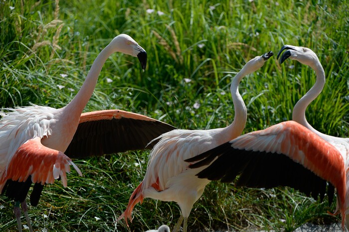 (Francisco Kjolseth  |  The Salt Lake Tribune)  Chilean Flamingos tussle over territory at Tracy Aviary on Tuesday, Aug. 14, 2018. The aviary has a variety of new birds, including three new baby Chilean Flamingos. The trio, ranging in age from 14 to 29 days of age are growing fast and the aviary is currently having a naming competition. Every egg that is laid at the aviary is given a number. Chick 3 just happened to get the egg number 007, so keepers decided to theme the flamingo chick naming contest with 007 names. 