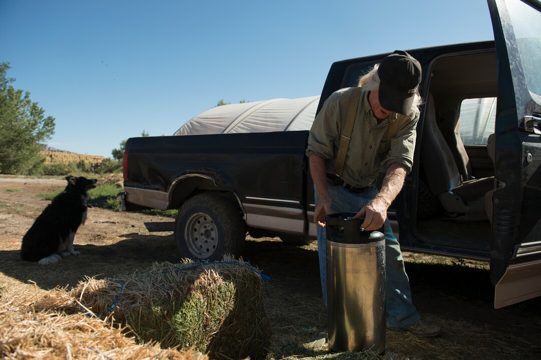 (Leah Hogsten  |  The Salt Lake Tribune) Mesa Farm owner Randy Ramsley laughs as his border collie Zeke lets him know he's a little behind on schedule while loading 12 gallons of fresh goats milk in his truck to transport to his commercial kitchen to make cheese. Ramsley sells a variety of goats milk cheeses and yogurt at his farm's storefront on Highway 24, east of Capitol Reef and at Tony Caputo's in Salt Lake City. 