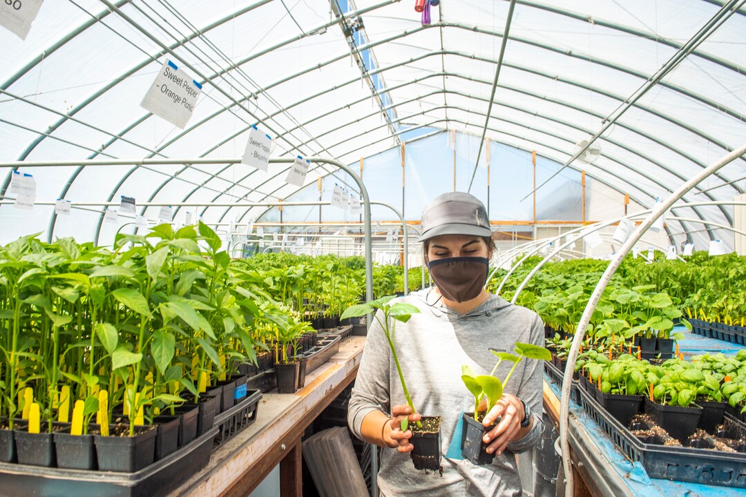 (Rick Egan  |  The Salt Lake Tribune)    Madison Denkers gathers plants from the greenhouse for the Wasatch Community Gardens 2020 Spring Plant Sale Fundraiser, Saturday May 9, 2020