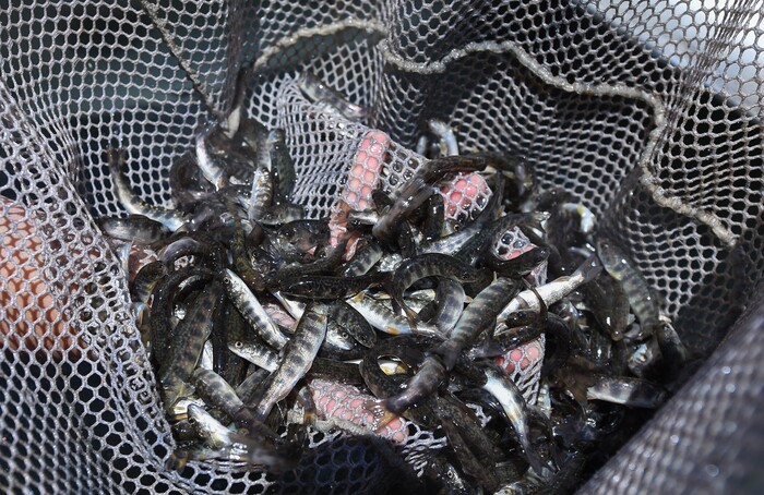 (Francisco Kjolseth | The Salt Lake Tribune) The Division of Wildlife Resources introduce around 40,000 splake, a sterile cross between lake trout and brook trout, into the Jordanelle Reservoir on Thursday, June 21, 2018. Measuring four to five inches long, splake will quickly grow and could reach adult lengths of more than two feet long as part of ongoing management plans at the reservoir that currently holds numerous other fish species.