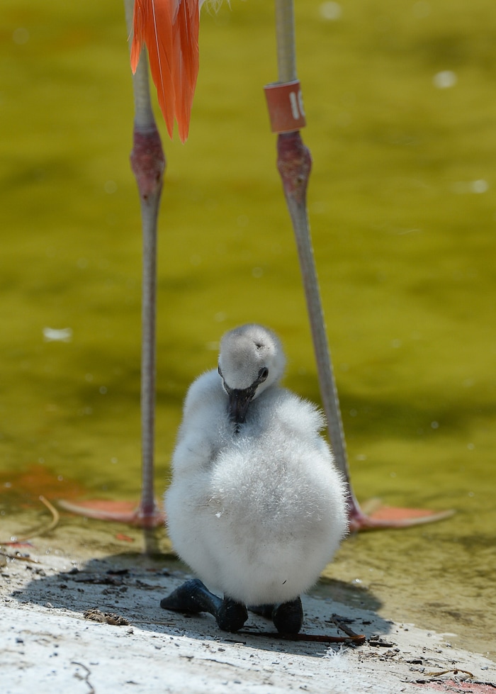 (Francisco Kjolseth  |  The Salt Lake Tribune)  Tracy Aviary has a variety of new birds, including three new baby Chilean Flamingos. The trio, ranging in age from 14 to 29 days of age are growing fast and the aviary is currently having a naming competition. Every egg that is laid at the aviary is given a number. Chick 3 just happened to get the egg number 007, so keepers decided to theme the flamingo chick naming contest with 007 names. 