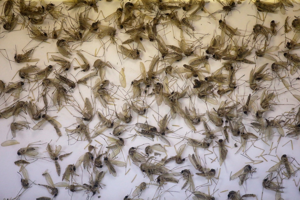 A tray of Aedes dorsalis and Culex tarsalis mosquitos are shown collected at the Salt Lake City Mosquito Abatement District Tuesday, July 19, 2016, near Salt Lake City. (AP Photo/Rick Bowmer)