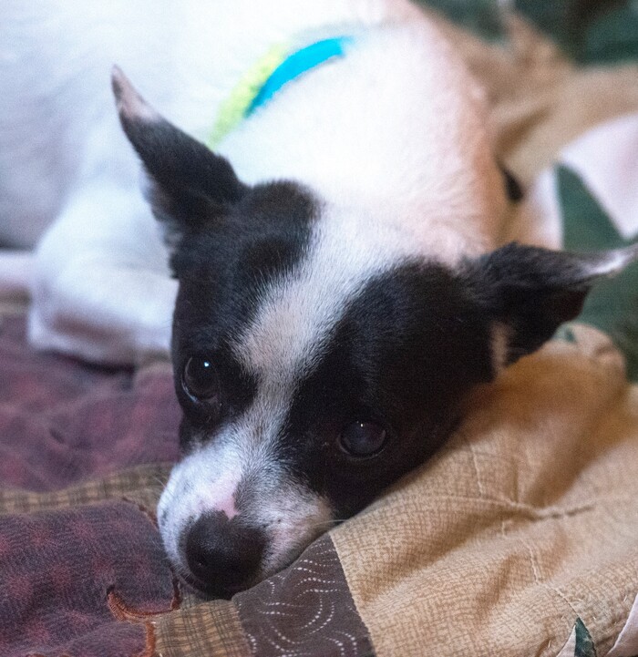 (Rick Egan  |  The Salt Lake Tribune)     A Chihuahua named Darby, at The Humane Society of Utah, Tuesday, Dec. 4, 2018.