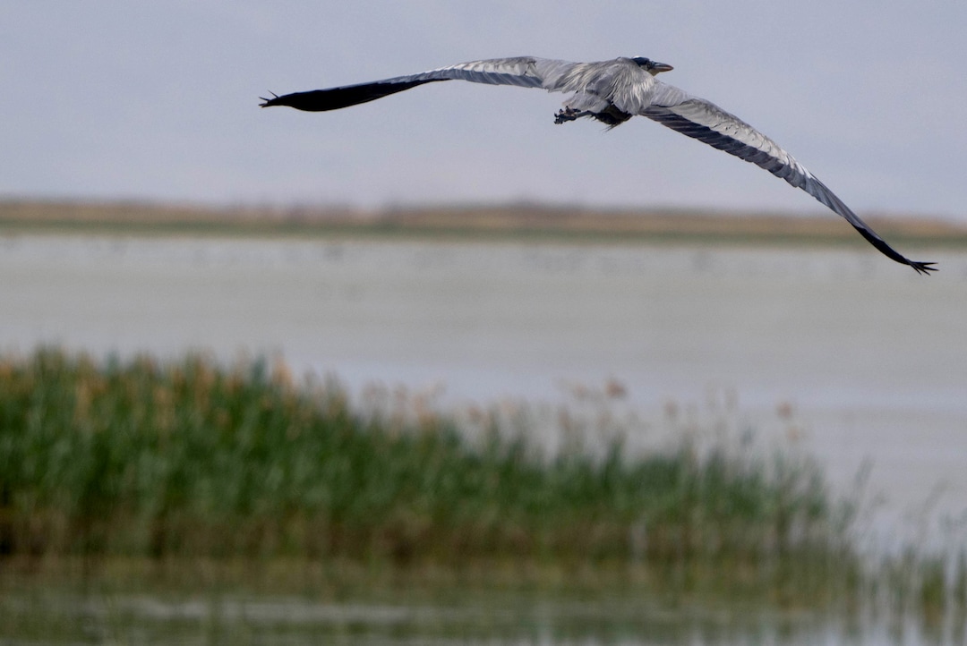 (Francisco Kjolseth | The Salt Lake Tribune) A great blue heron takes takes flight at Bear River Migratory Bird Refuge, a 74,000-acre nature reserve in the northern Great Salt Lake on Wednesday, June 23, 2021.