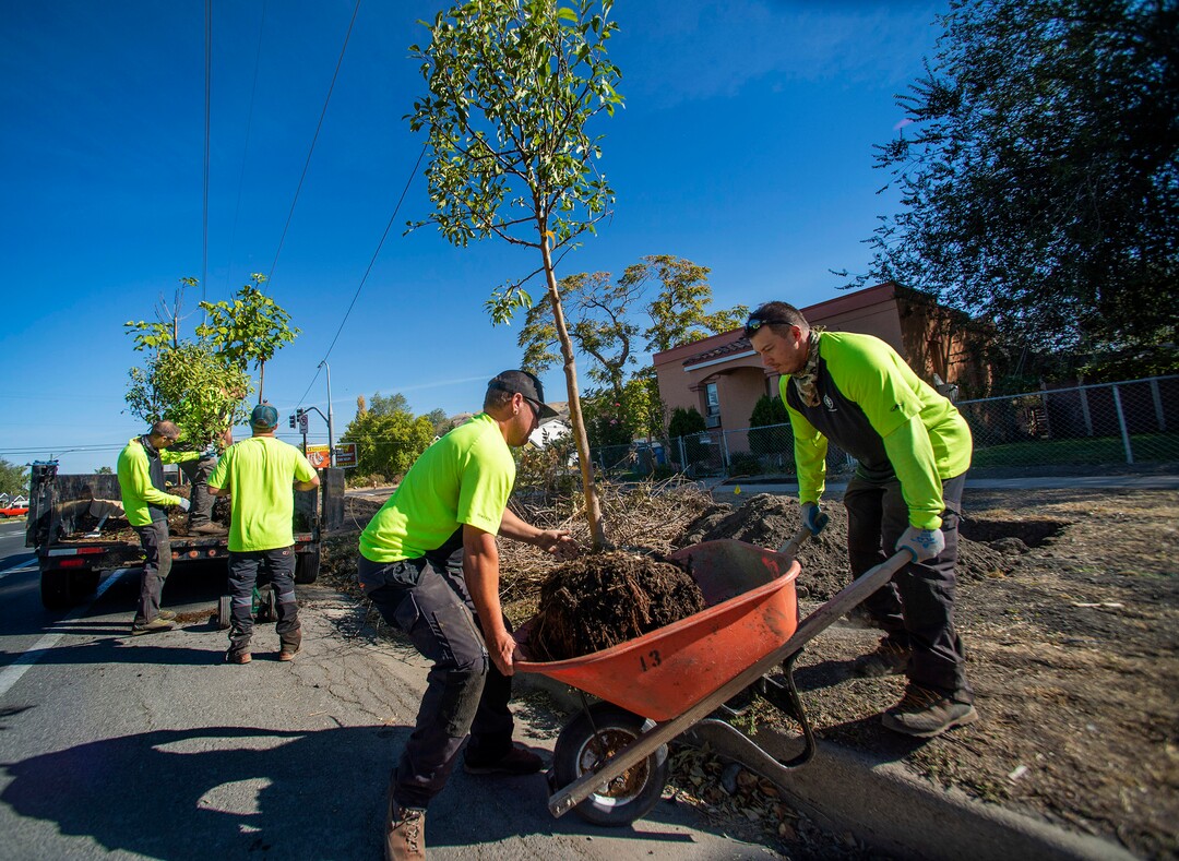 (Rick Egan  |  The Salt Lake Tribune)   Salt Lake City workers Jone more than100 volunteers from Dominion Energy to plant 205 trees in the Fairpark neighborhood, which is said to be single largest volunteer tree planting event in Salt Lake City, on Thursday, Oct. 1, 2020.