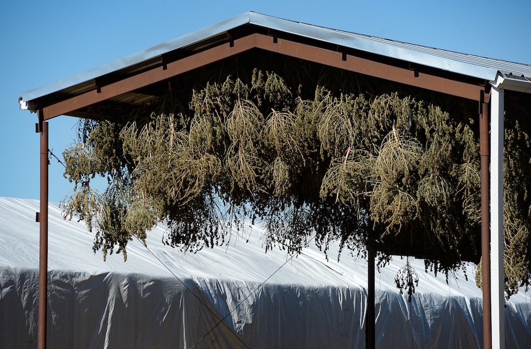 (Francisco Kjolseth  |  The Salt Lake Tribune)  Hemp plant material with very low (or virtually no) THC content is dried at the end of the season at Harward Farms near Spanish Fork, Utah. Long time farmer Jud Harward is wrapping up his first season of industrial hemp growing, willing to take on the challenge that has been a struggle for many farmers, as he commits to 10 acres to the expensive process to see how it goes.