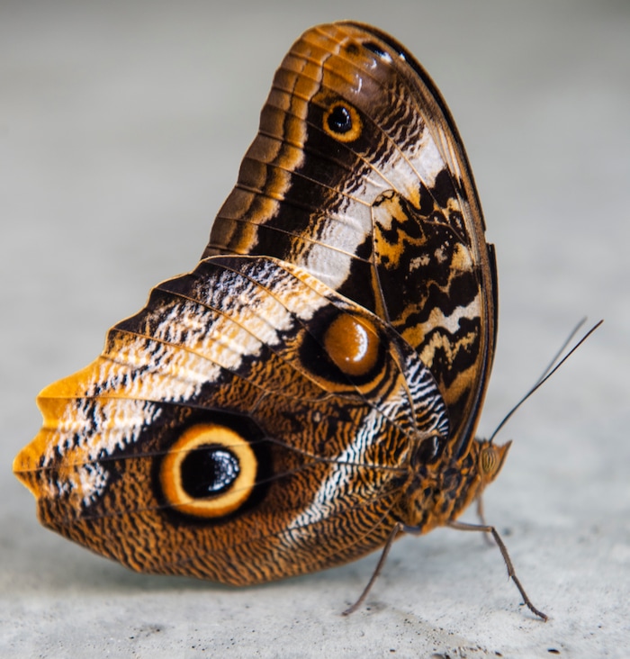 (Rick Egan  |  The Salt Lake Tribune)     
A Caligo Atreus butterfly at the Butterfly Biosphere at Thanksgiving Point’s Water Tower Plaza in Lehi. Tuesday, Jan. 22, 2019.  The New Butterfly Biosphere is home to more than a thousand butterflies from around the world. 