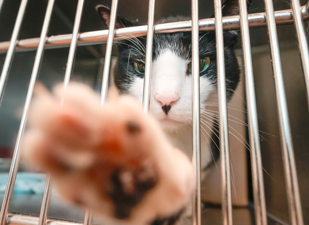 (Leah Hogsten | The Salt Lake Tribune) Adult cats for adoption on Aug. 23, 2022.