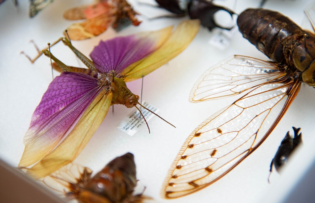 (Francisco Kjolseth  |  The Salt Lake Tribune) Trained as an entomologist, Jason Cryan, who became the new director of the Natural History Museum of Utah in March – just in time to close the place because of COVID-19, geeks over his love of insects as he shows off some of his personal collection during a recent tour. Cryan and his staff have been making safety changes in hopes of reopening the museum in mid-August.