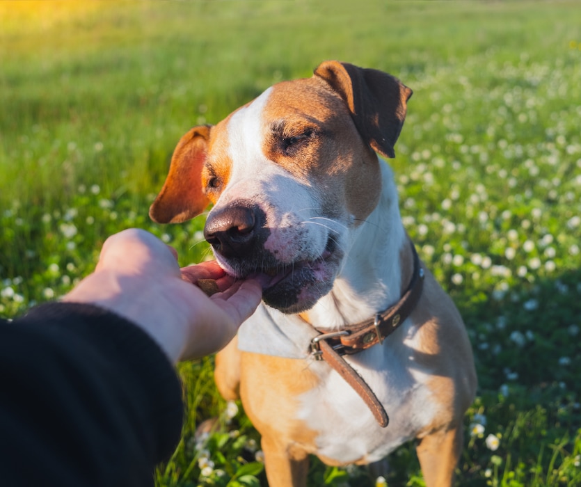 (Canva Pro) | 20 Best CBD Oil Treats for Dogs with Anxiety In 2022.