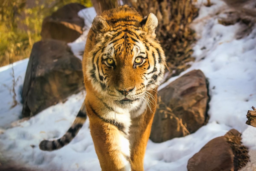 (Utah's Hogle Zoo) Cila, an Amur tiger who has lived at Utah's Hogle Zoo since 2015, has died at age 18. The zoo announced the big cat's death on Oct. 20, 2021.