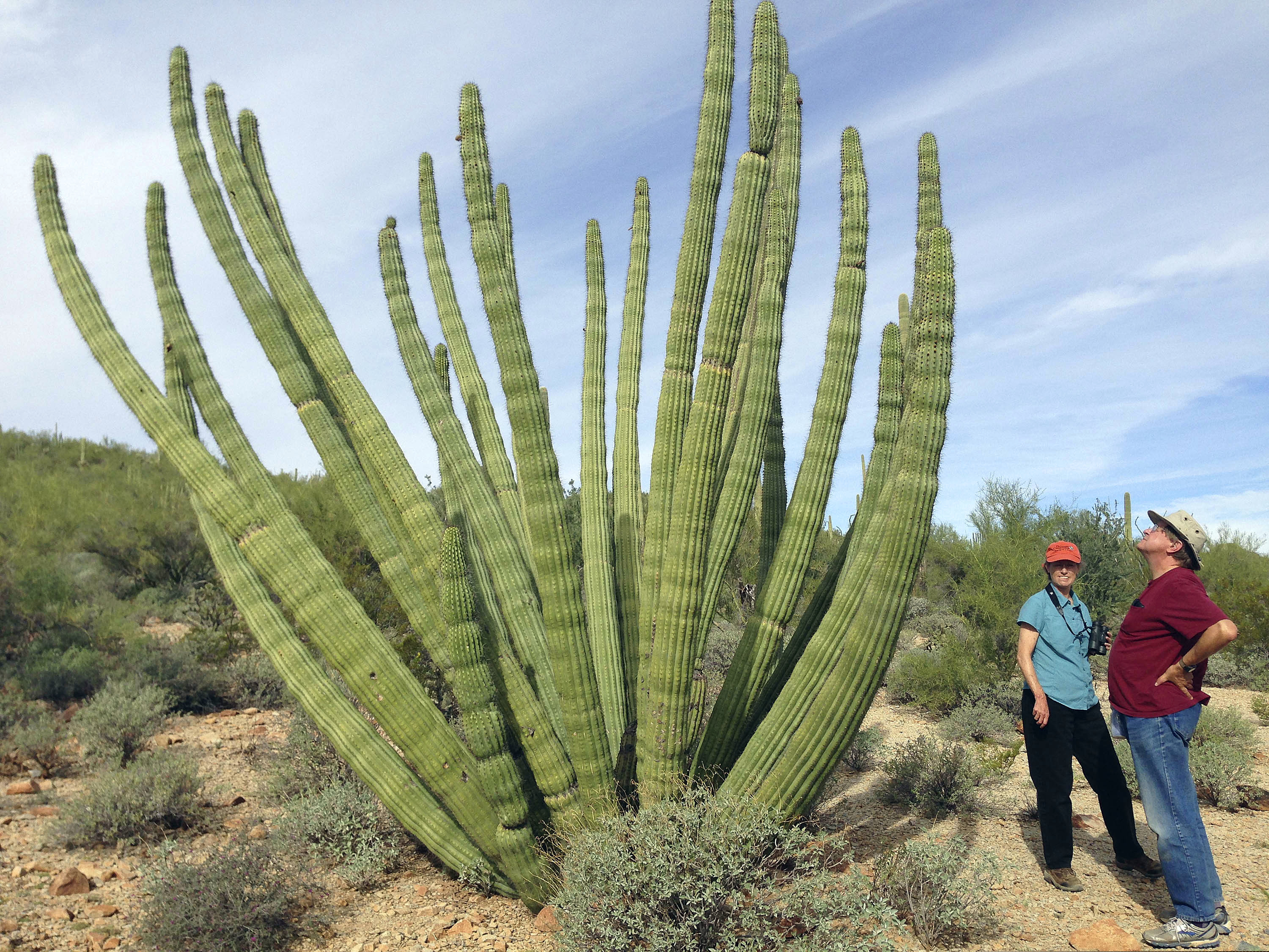 (Astrid Galvan | AP File) Visitors at Organ Pipe Cactus National Monument in Arizona. The federal government plans on replacing barriers through 100 miles of the southern border in California and Arizona, including through a this national monument and a wildlife refuge, according to government documents and environmental advocates. The Department of Homeland Security on Tuesday waived environmental and dozens of other laws to build more barriers along the southern border.