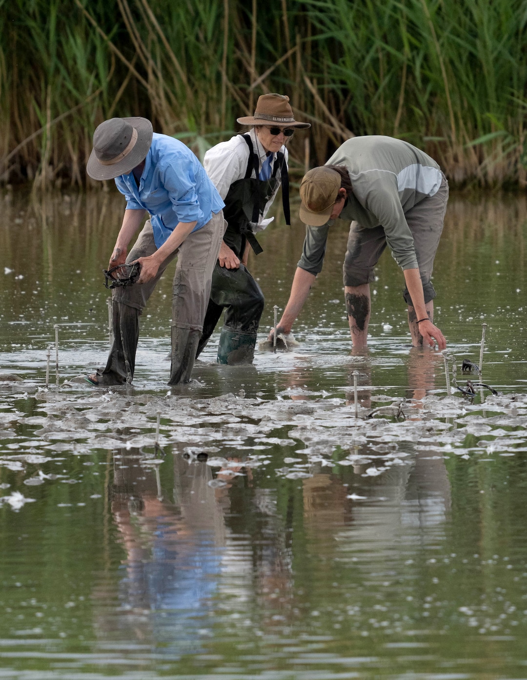 (Francisco Kjolseth | The Salt Lake Tribune) Trying to trap American white pelicans is no easy feat as biologists and student scientists set numerous traps in the shallow muddy waters of the Bear River Migratory Bird Refuge, a 74,000-acre nature reserve in the northern Great Salt Lake on Wednesday, June 23, 2021.