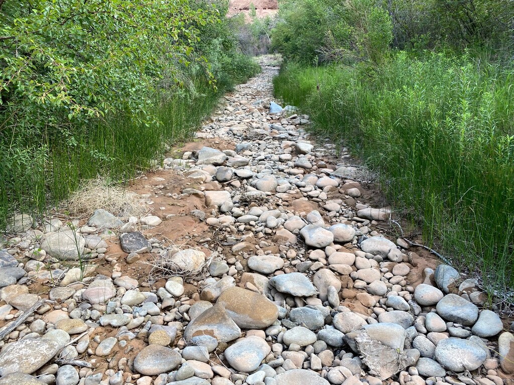 (Liz Thomas) The right fork of Mill Creek near Moab after its flow was reduced to less than one cubic foot of water per second on June 12. Water from the creek was used to fight the Pack Creek Fire, but officials say more water was diverted than intended.