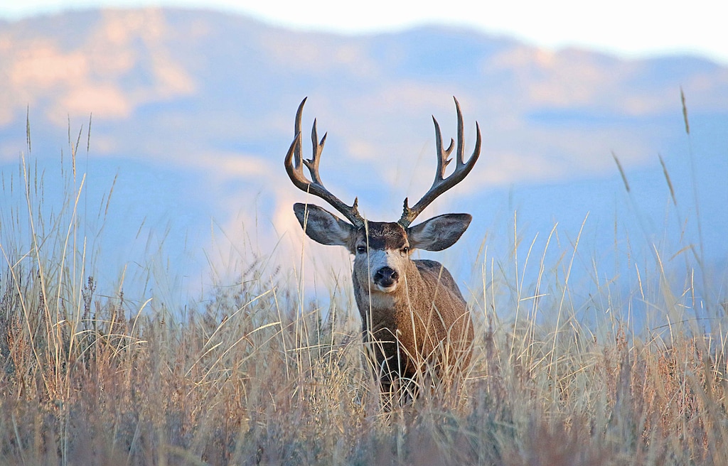 (Courtesy of Jim Shuler) Jan. 25 is the first day to apply for a permit to hunt buck deer in Utah. Applications must be received no later than March 1 to be included in the draw for permits.