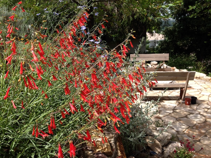 (Erin Alberty | The Salt Lake Tribune) Red blossoms of Bridges Penstemon hang over a patio June 4, 2014 in the former backyard of reporter Erin Alberty in Salt Lake City.  The Utah native plant helped to replace a carpet of invasive Myrtle Spurge.