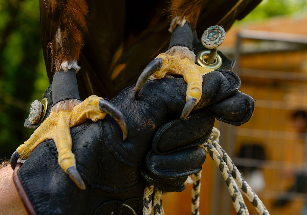 (Leah Hogsten  |  The Salt Lake Tribune) The talons of Magando, a golden eagle who was a star of Hogle Zoo’s "World of Flight" bird show, June 17, 2020.