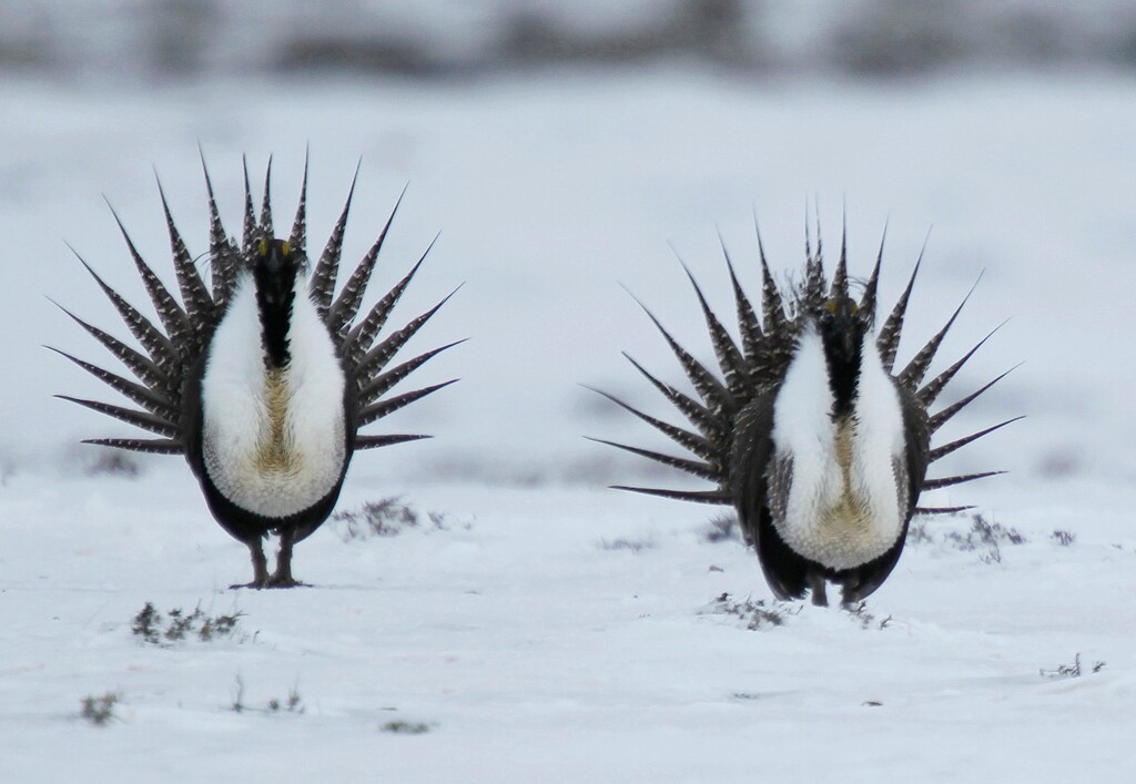 (AP file photo) Male Greater Sage Grouse perform their mating ritual on a lake near Walden, Colo. Conservationists say they'll fight a federal government proposal to allow oil and gas drilling in remote northeast Nevada, including open-range that's home to a dwindling species of ground-dwelling bird.