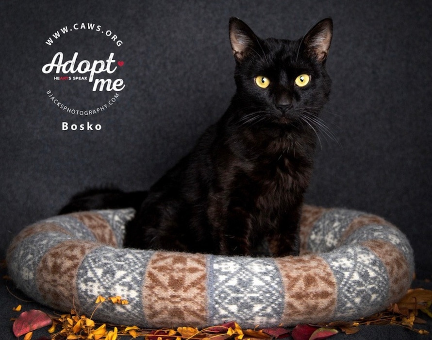 (Community Animal Welfare Society) Bosco, a black cat up for adoption by CAWS, was stolen from a Salt Lake City PetSmart but later returned to another store location on January 29.