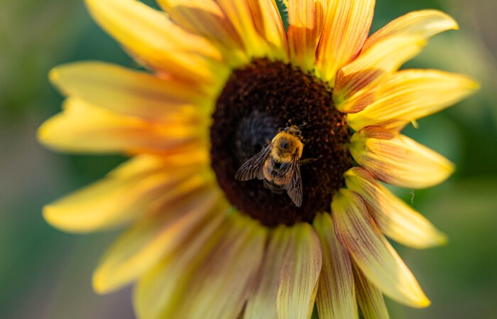 (Francisco Kjolseth | The Salt Lake Tribune) Salt Lake City unveils its newest community garden at Richmond Park on Wednesday, Aug. 4, 2021.