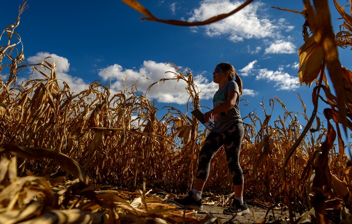 Leah Hogsten | The Salt Lake Tribune Samantha Smith, 8, of Taylorsville gets lost with her family in the 14-acre corn maze during the 2018 Fall Festival at Cross E Ranch in Salt Lake City, Thursday Oct. 18, 2018.