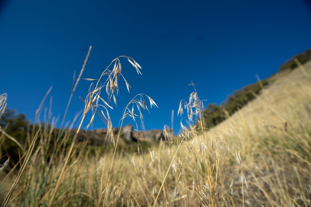(Rick Egan | The Salt Lake Tribune)Cheat grass grows at the site of the Dry Canyon fire in Lindon, on Friday, Oct. 1, 2021.
