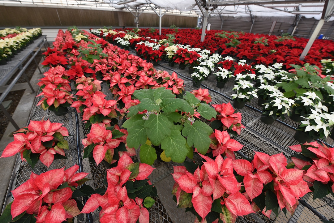 (Francisco Kjolseth  |  The Salt Lake Tribune)  An egg plant sits amongst the poinsettias to help draw away any white flies that might be present amongst the colorful plants acting as a natural pest control companion at the Salt Lake City International Airport greenhouse where 1500 poinsettias have been grown for the holiday season. 