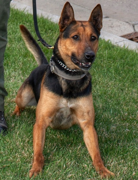 (Photo courtesy Cache County Sheriff's Department) Storm, a Cache County police dog, died after somehow ingesting Foxtail weed seeds.