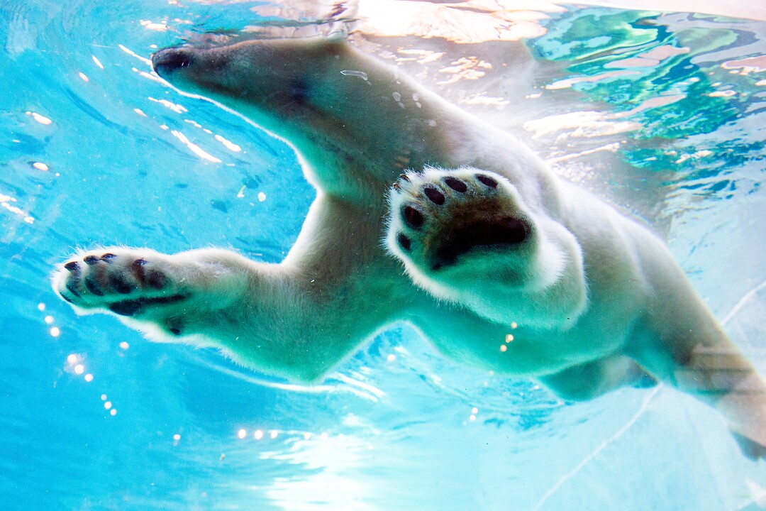 (Chris Detrick  |  The Salt Lake Tribune) Polar Bear Nora at Utah's Hogle Zoo Tuesday, October 10, 2017.