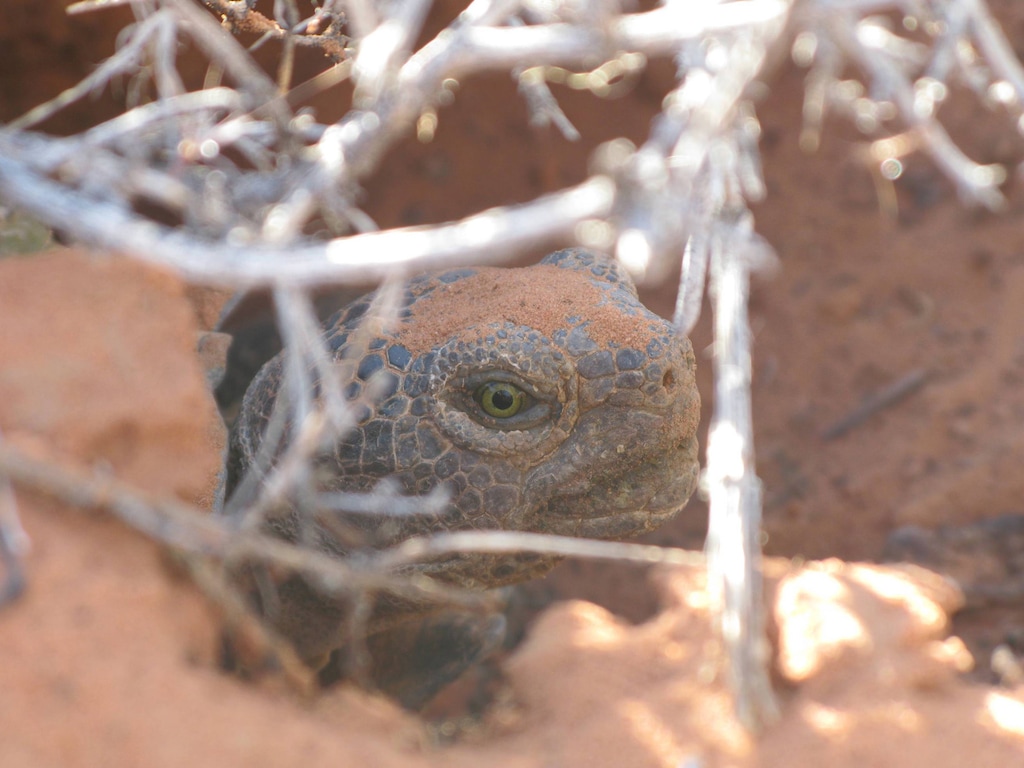 (Jason Jones | Utah Division of Wildlife Resources) A wild desert tortoise pokes its head out of a burrow. Utahns can adopt Mojave desert tortoises from the Division of Wildlife Resources through an application process. 