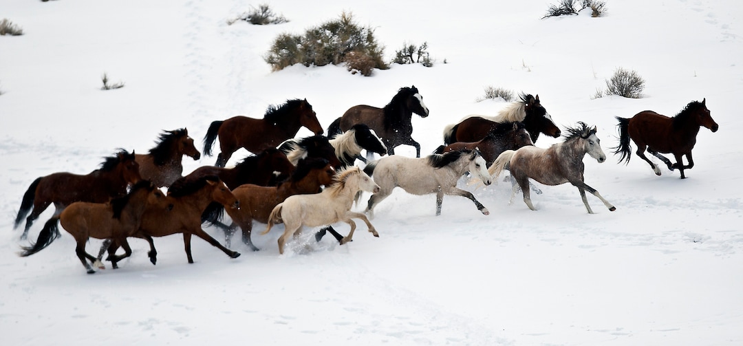 (Chris Detrick  | Tribune file photo)   Wild horses from Utahs Swasey herd are rounded up by Cattoor Livestock Roundup Co in the West Desert near the Swasey Mountains Thursday February 14, 2013. Under the Bureau of Land Management operation 50 miles west of Delta, helicopter wranglers gathered 262 horses. One hundred will be released back into the Swasey Herd Management Area  one of Utahs 19 HMAs on federal land. Many of the horses released will be mares treated with the contraceptive Porcine Zona Pellucida (PZP-22).