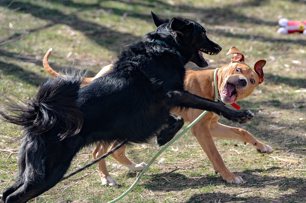 (Francisco Kjolseth | Tribune file photo) Amy, left, meets Red for the first time as they play at the West Valley City Animal Shelter on Thursday, April 2, 2020, as part of a dog-to-dog introduction with Amy's owner and shelter staff nearby, maintaining 6-feet or more of distance from one another due to COVID-19. Despite numerous restrictions in place, adoptions numbers seem to be up.