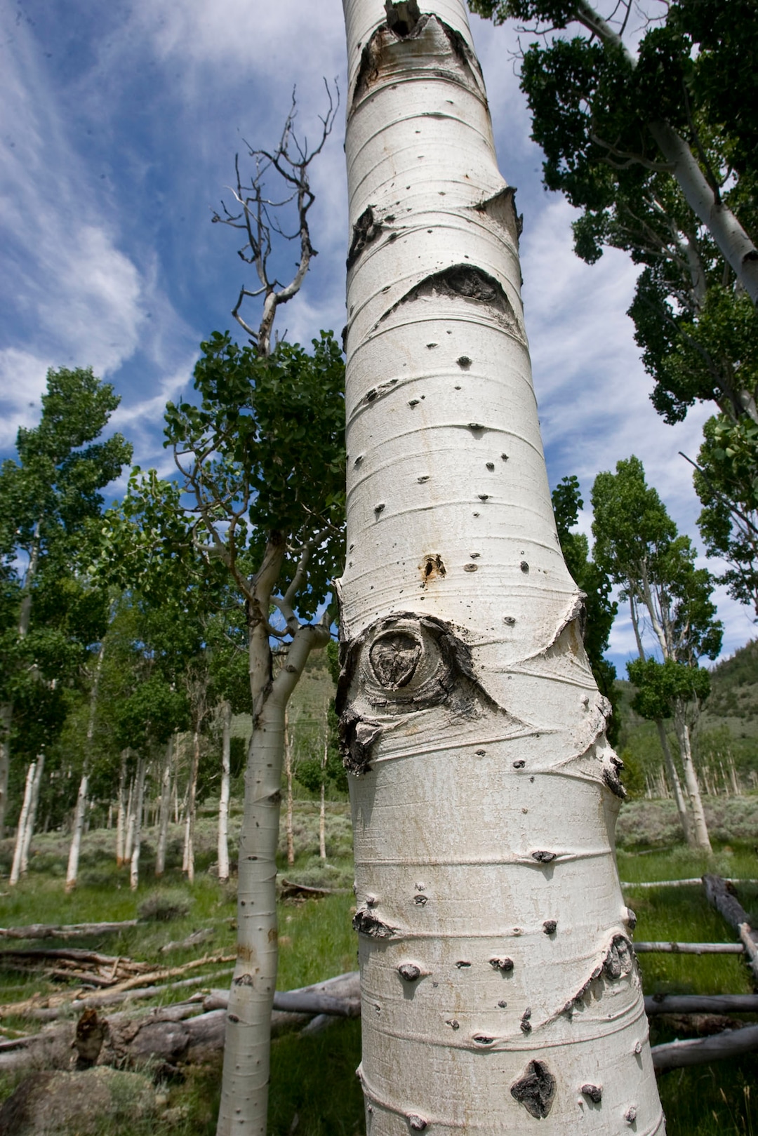 Al Hartmann  |  The Salt Lake Tribune
Aspen trees in the Pando clone, an area of over 100 acres of trees that make up the world's largest living organism near Fish Lake in Central Utah.   The Pando clone is not regenerating (sprouting small trees), putting its continued existence in question.