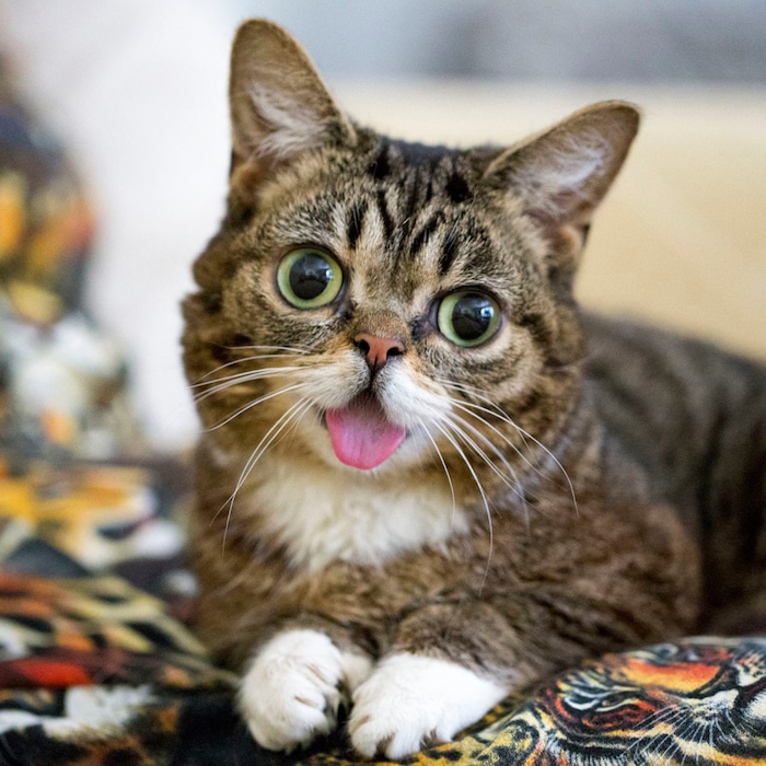 (Mike Bridavsky  |  lilbub.com)  An international team of scientists sequenced the genome of Lil Bub, one of the world's most famous cats, to unlock the secrets of her mystique.